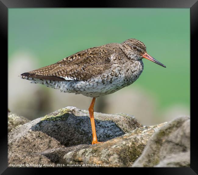 Redshank Portrait Framed Print by AMANDA AINSLEY