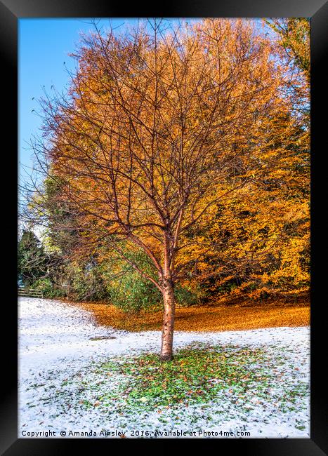 Autumn Snow Framed Print by AMANDA AINSLEY