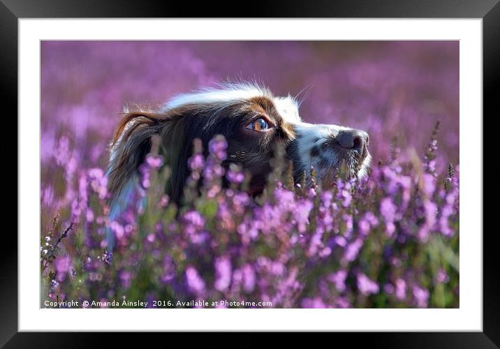 Moorland Milly                     Framed Mounted Print by AMANDA AINSLEY