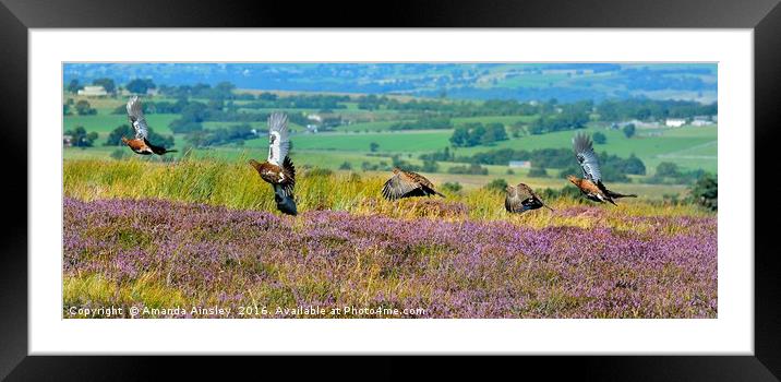 Red Grouse in Flight                     Framed Mounted Print by AMANDA AINSLEY