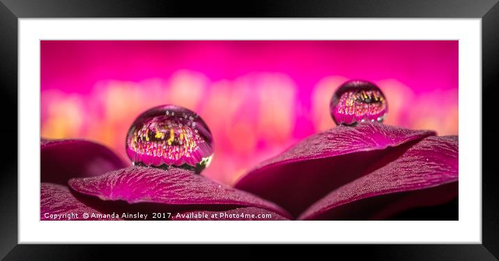 Gerbera Dew Drops Reflections Framed Mounted Print by AMANDA AINSLEY