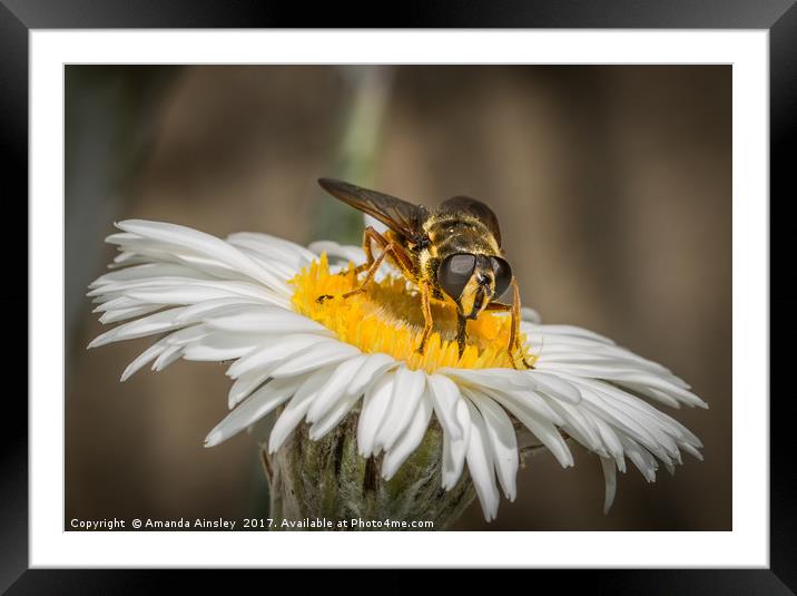 Portrait of a Hover Fly Framed Mounted Print by AMANDA AINSLEY