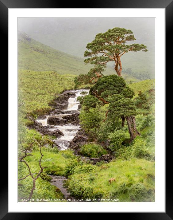Caledonian Scots Pines of Cona Glen Framed Mounted Print by AMANDA AINSLEY