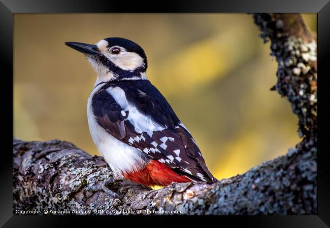 Great Spotted Woodpecker  Framed Print by AMANDA AINSLEY