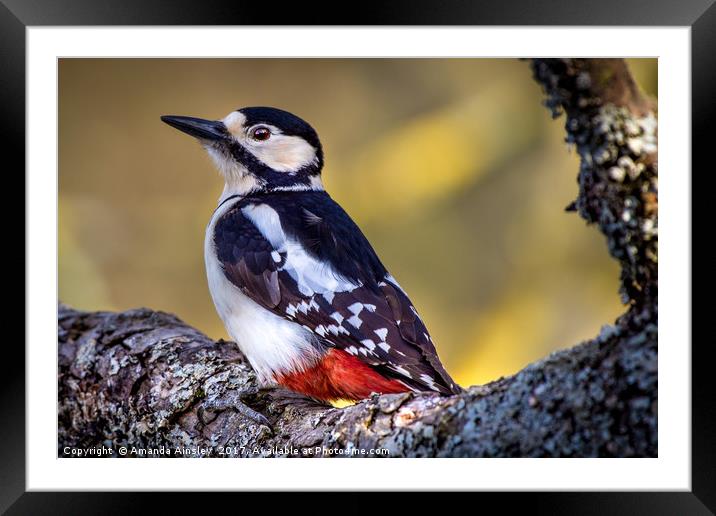 Great Spotted Woodpecker  Framed Mounted Print by AMANDA AINSLEY