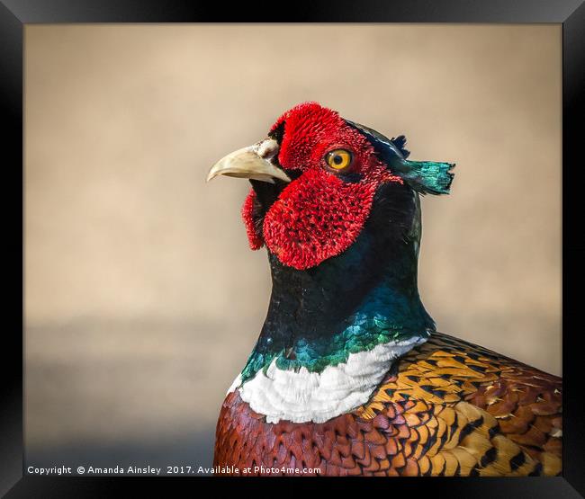 Male Pheasant Portrait. Framed Print by AMANDA AINSLEY