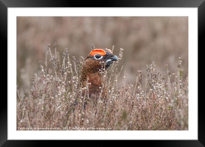 The Red Grouse Framed Mounted Print by AMANDA AINSLEY