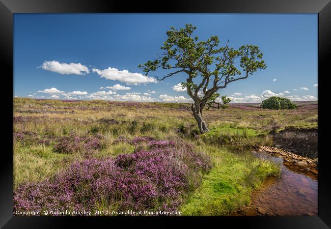 Heather in Teesdale Framed Print by AMANDA AINSLEY