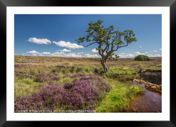Heather in Teesdale Framed Mounted Print by AMANDA AINSLEY