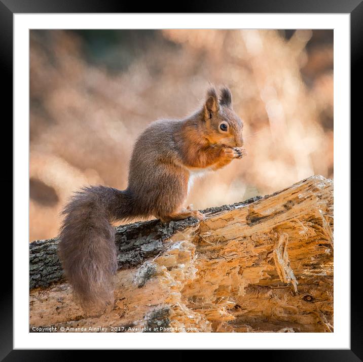 Juvenile Red Squirrel Framed Mounted Print by AMANDA AINSLEY
