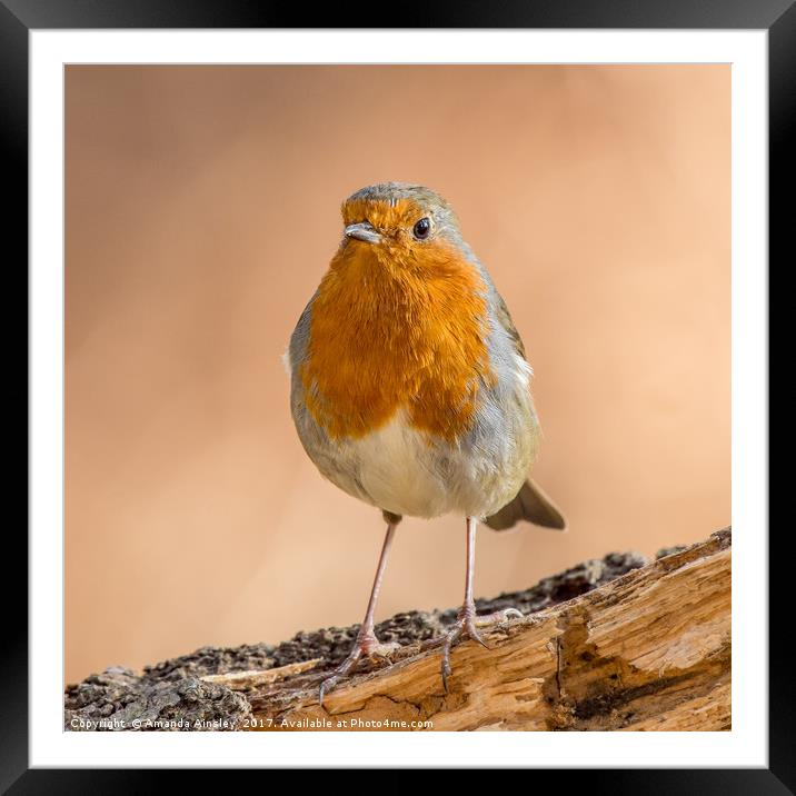 Robin in Northumberland Framed Mounted Print by AMANDA AINSLEY