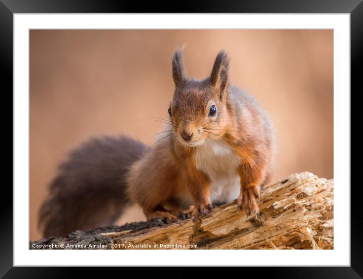 Red Squirrel in Northumberland Framed Mounted Print by AMANDA AINSLEY