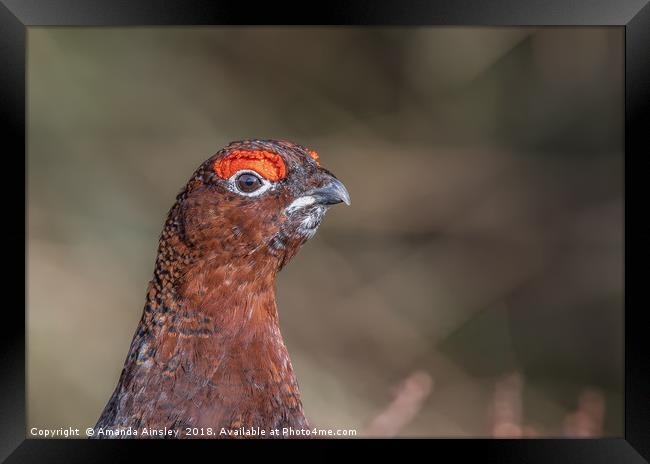 Majestic Male Red Grouse Portrait Framed Print by AMANDA AINSLEY