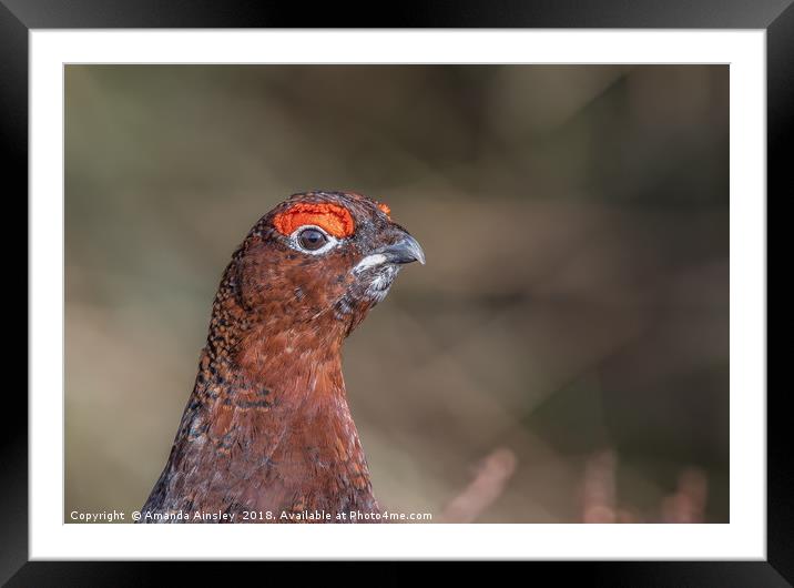 Majestic Male Red Grouse Portrait Framed Mounted Print by AMANDA AINSLEY