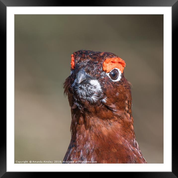 Majestic Red Grouse of the Moorland Framed Mounted Print by AMANDA AINSLEY