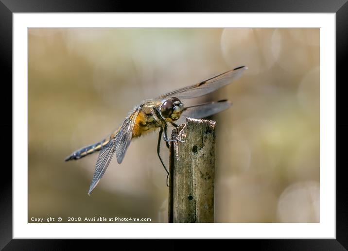 Majestic Four Spotted Chaser Dragonfly Framed Mounted Print by AMANDA AINSLEY