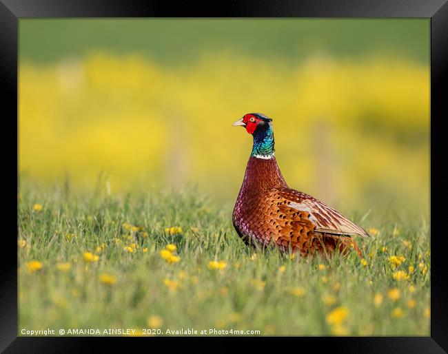 Majestic Pheasant in a Summertime Meadow Framed Print by AMANDA AINSLEY