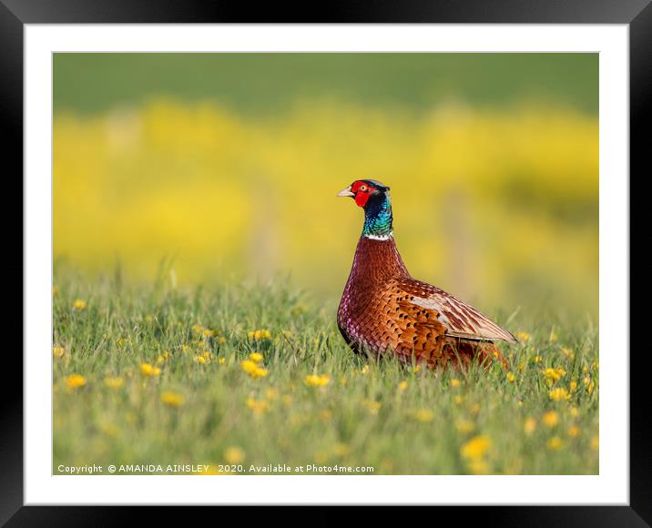 Majestic Pheasant in a Summertime Meadow Framed Mounted Print by AMANDA AINSLEY