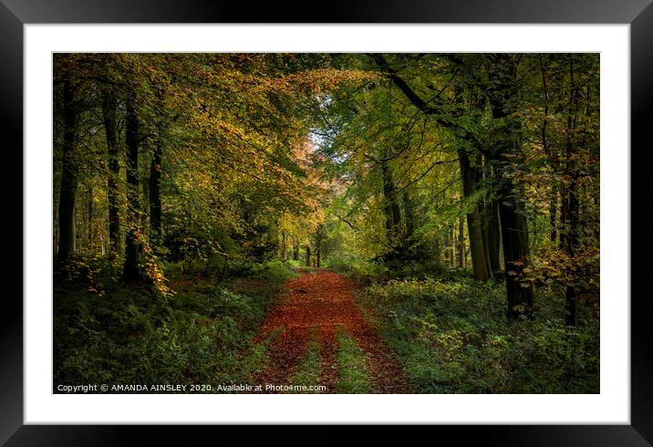Vibrant Autumn Woodland Framed Mounted Print by AMANDA AINSLEY