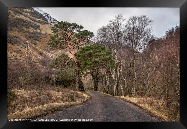 Scots Pines up Glen Nevis Framed Print by AMANDA AINSLEY