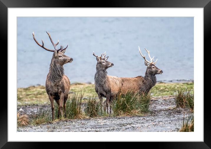 Red Deer by Loch Eil Framed Mounted Print by AMANDA AINSLEY