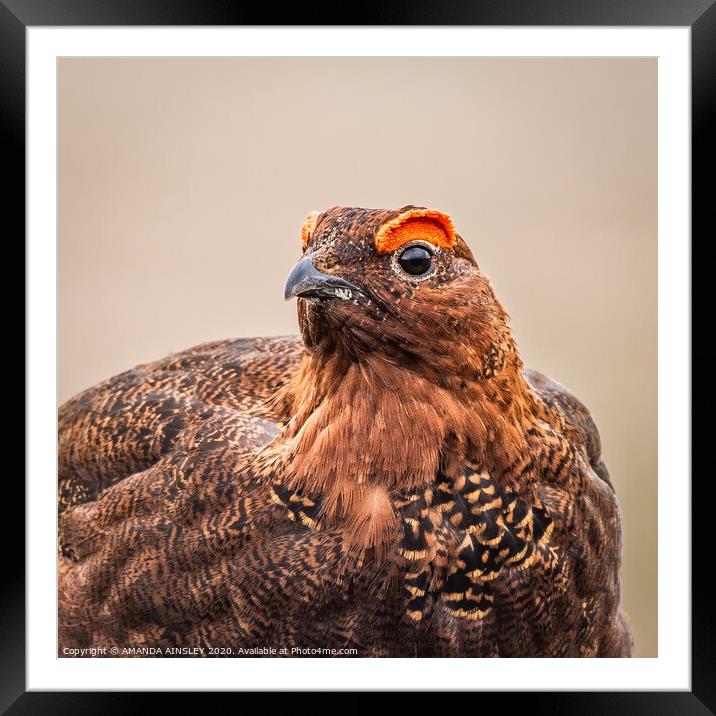 Majestic Red Grouse on the Moor Framed Mounted Print by AMANDA AINSLEY