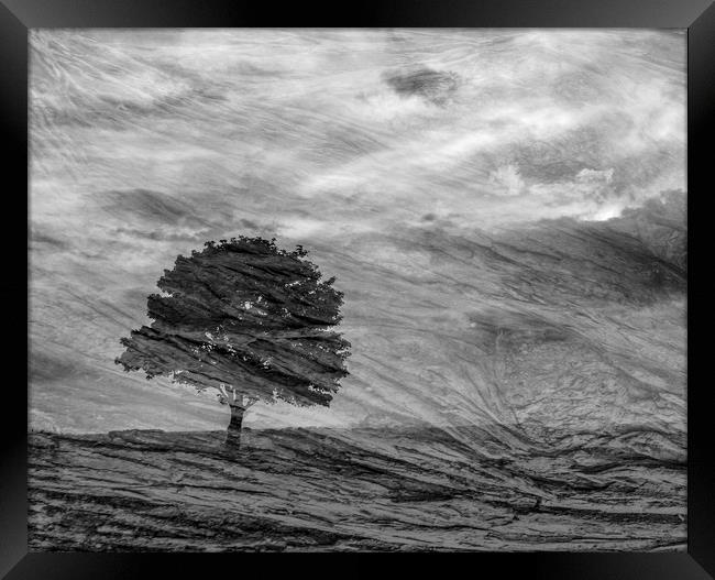Lonely Tree Framed Print by Keith Harris