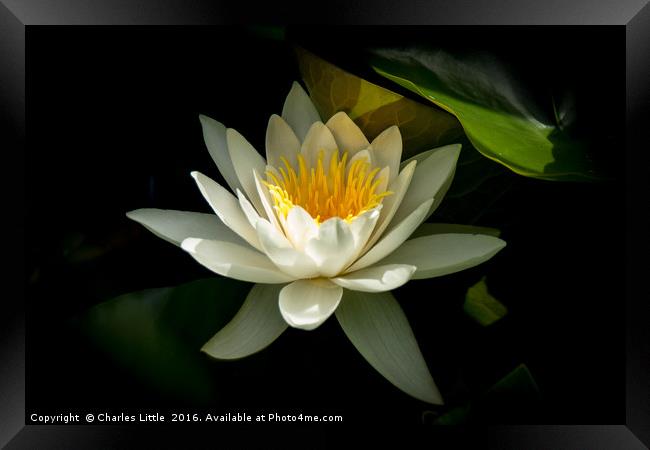White Lotus Flower Framed Print by Charles Little