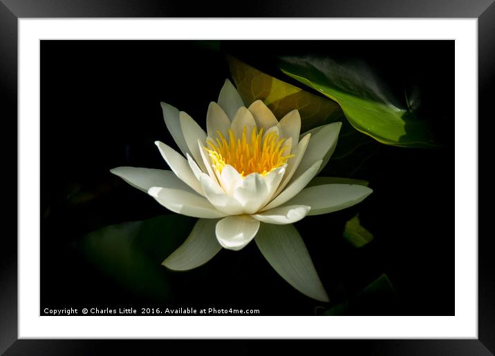 White Lotus Flower Framed Mounted Print by Charles Little