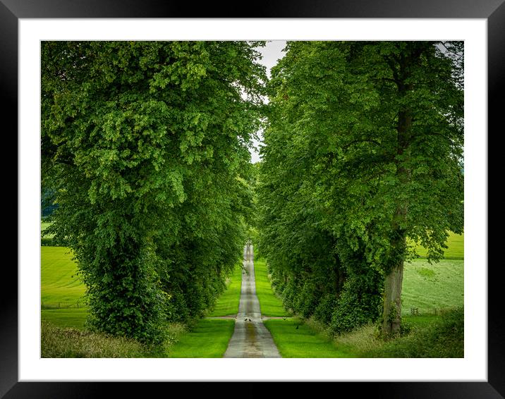 Tree Lined Driveway Framed Mounted Print by Charles Little