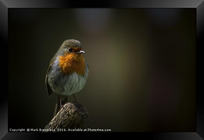 'Robin perched on a fork handle' Framed Print by Mark Brownless