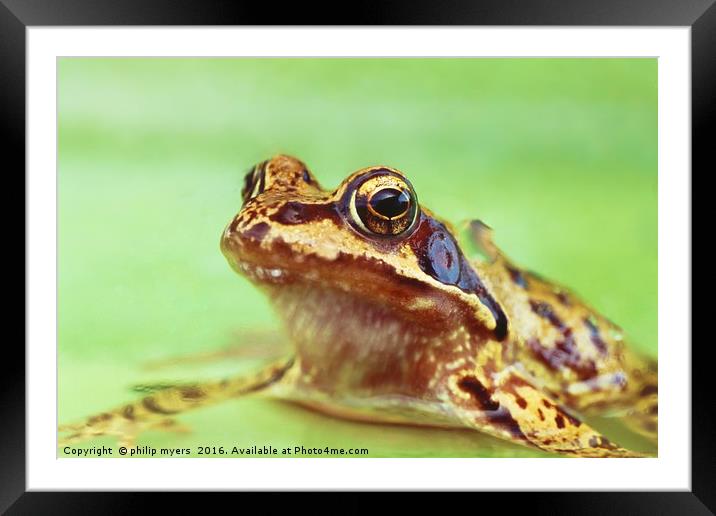 Common Frog Framed Mounted Print by philip myers