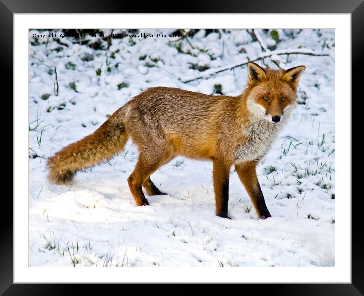 Winter Fox Framed Mounted Print by Stephen Lipton