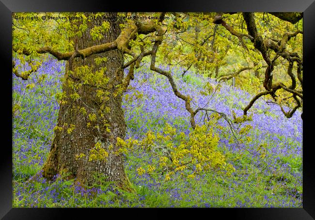 Bluebell Meadow, The Trossachs, Scotland Framed Print by Stephen Lipton