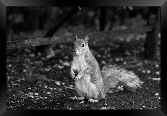 Posing Squirrel Framed Print by Anne McLuckie