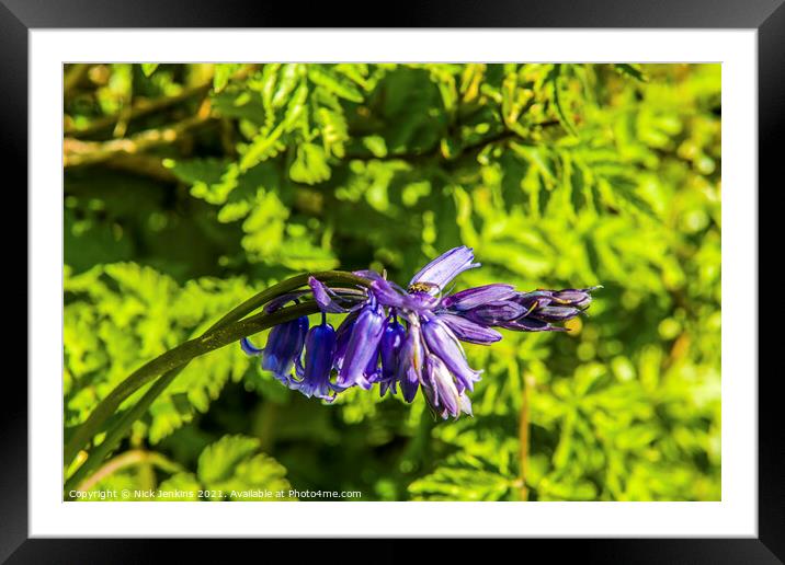Spring Bluebell growing in Hedge April  Framed Mounted Print by Nick Jenkins