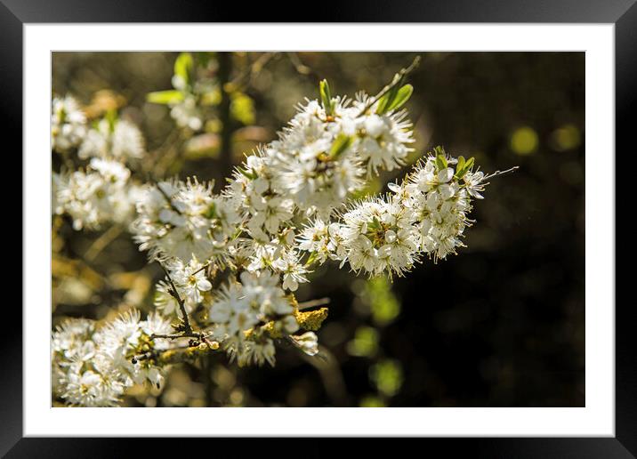 Sloe or Blackthorn Blossom in April  Framed Mounted Print by Nick Jenkins