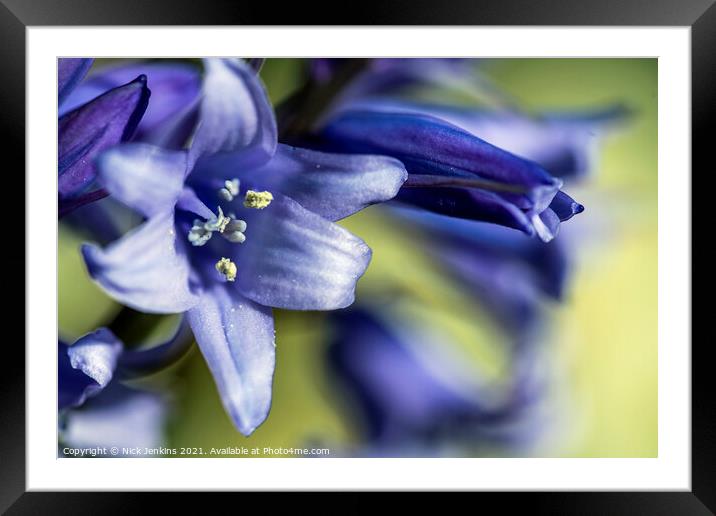 Woodland Bluebell Flowers  Close up April Spring  Framed Mounted Print by Nick Jenkins