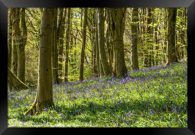 The Bluebell Woods at Coed Cefn in the Brecon Beac Framed Print by Nick Jenkins