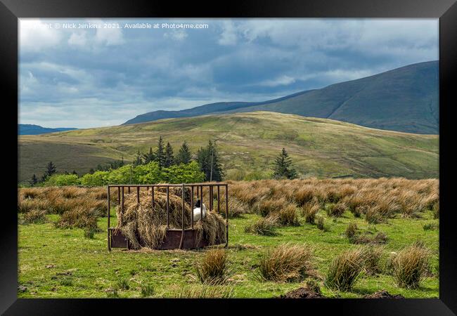 Howgill Fells Landscape with Comfy Lamb  Framed Print by Nick Jenkins