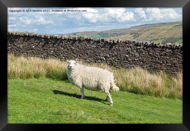 A Brecon Beacons sheep standing fast on the slopes Framed Print by Nick Jenkins