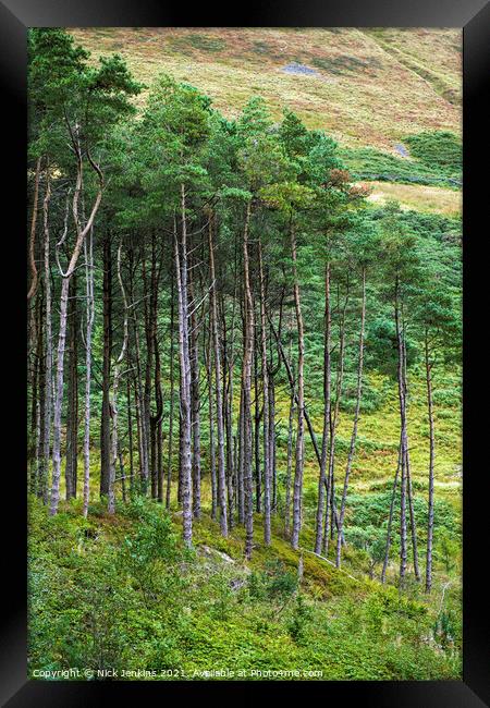 Pine Trees Garw Valley South Wales  Framed Print by Nick Jenkins