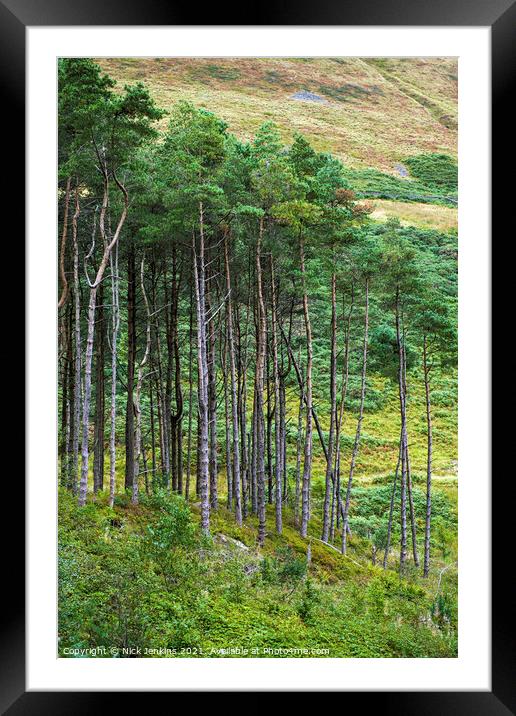Pine Trees Garw Valley South Wales  Framed Mounted Print by Nick Jenkins