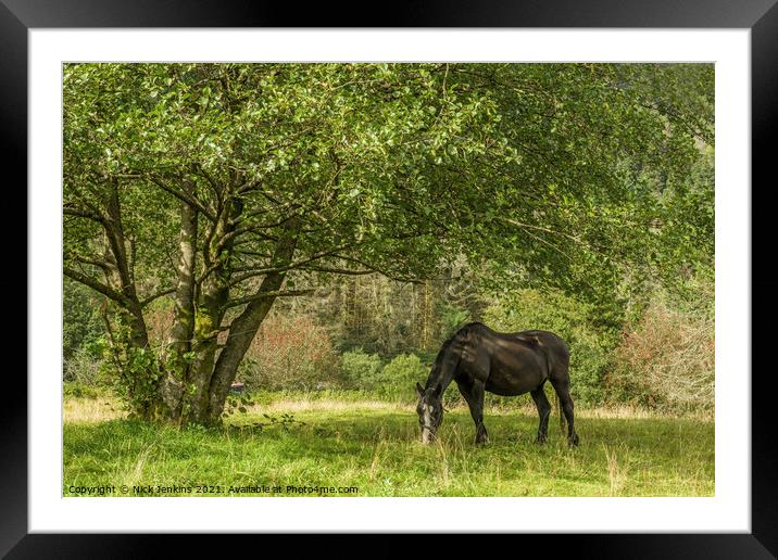 Black Horse feeding under Tree Rhondda Valley  Framed Mounted Print by Nick Jenkins