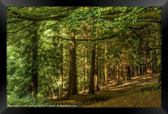 Pine Trees in Tyn y Coed Woodland near Cardiff Framed Print by Nick Jenkins