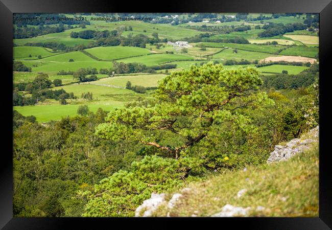 Pine tree on the edge of Scout Scar Lake District Framed Print by Nick Jenkins
