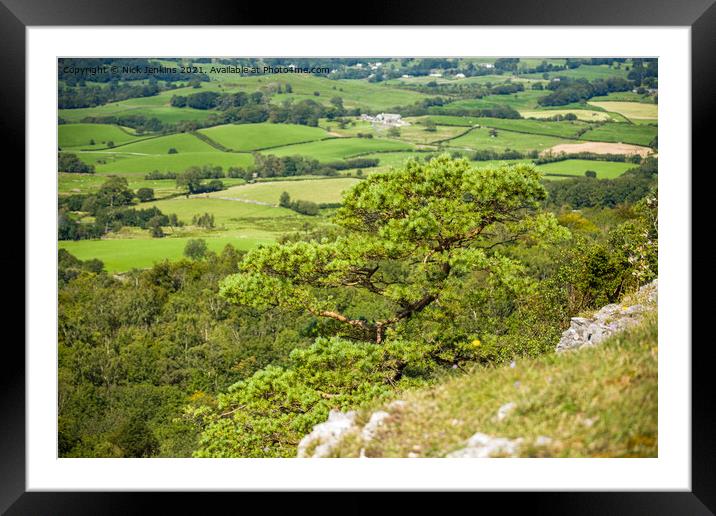 Pine tree on the edge of Scout Scar Lake District Framed Mounted Print by Nick Jenkins