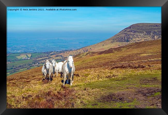 White Horses on Mynydd Llangorse Brecon Beacons Framed Print by Nick Jenkins