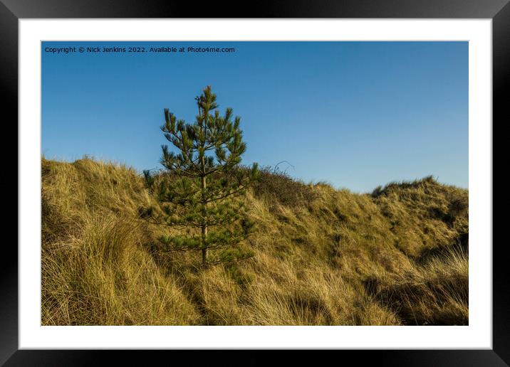 Christmas Tree in Whiteford Burrows Llanmadoc Framed Mounted Print by Nick Jenkins