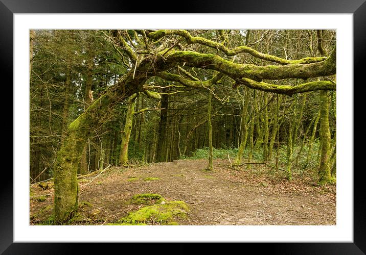 The Bent Old Tree Ynys Maelog Forest  Framed Mounted Print by Nick Jenkins